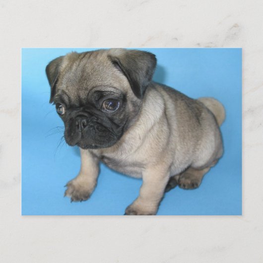 Cute Pug Puppy Briefkaart (Voorkant)