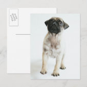 Cute Pug Puppy Briefkaart (Voorkant / Achterkant)