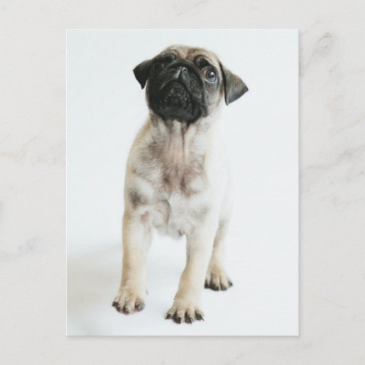 Cute Pug Puppy Briefkaart (Voorkant)