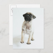 Cute Pug Puppy Briefkaart (Voorkant / Achterkant)