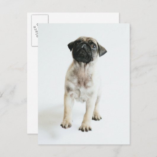 Cute Pug Puppy Briefkaart (Voorkant / Achterkant)