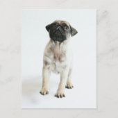 Cute Pug Puppy Briefkaart (Voorkant)