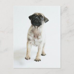 Cute Pug Puppy Briefkaart