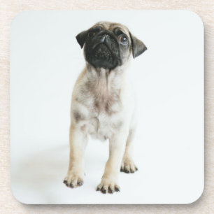 Cute Pug Puppy Drankjes Onderzetter