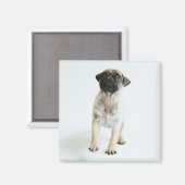 Cute Pug Puppy Magneet (Voorkant / Achterkant)