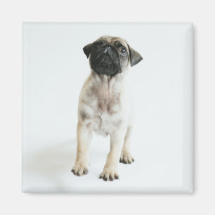 Cute Pug Puppy Magneet