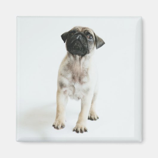 Cute Pug Puppy Magneet (Voorkant)