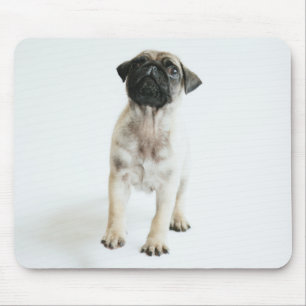 Cute Pug Puppy Muismat