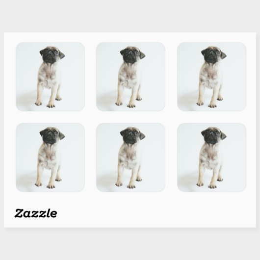 Cute Pug Puppy Vierkante Sticker (Vel)