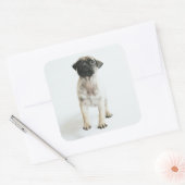 Cute Pug Puppy Vierkante Sticker (Envelop)
