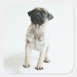 Cute Pug Puppy Vierkante Sticker