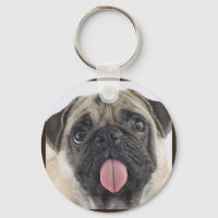 Cute Pug