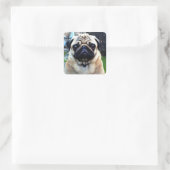 Cute Pug Vierkante Sticker (Tas)