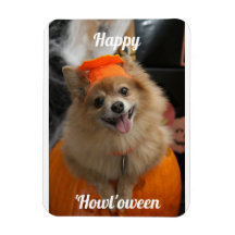 Cute Pumpkin Dog Photo Magnet