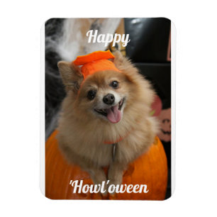 Cute Pumpkin Dog Photo Magnet Magneet