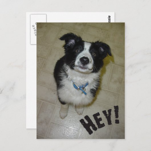 Cute Pup Briefkaart (Voorkant / Achterkant)