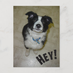 Cute Pup Briefkaart