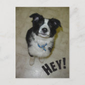 Cute Pup Briefkaart (Voorkant)