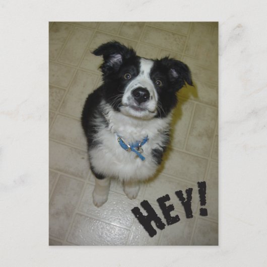 Cute Pup Briefkaart (Voorkant)