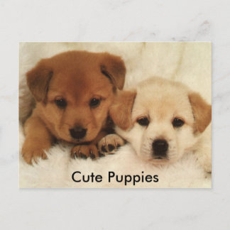 Cute Puppies Briefkaart