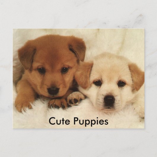 Cute Puppies Briefkaart (Voorkant)