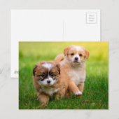 Cute Puppies Briefkaart (Voorkant / Achterkant)
