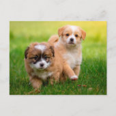 Cute Puppies Briefkaart (Voorkant)