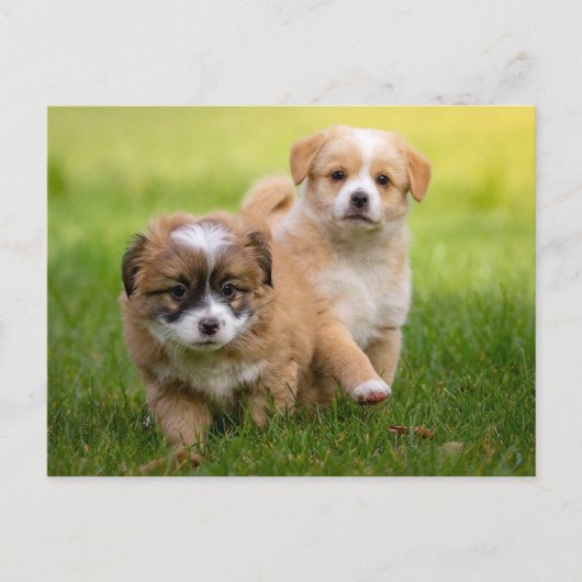Cute Puppies Briefkaart (Voorkant)