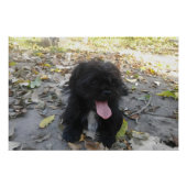 Cute Puppy Alert Perfect Poster (Voorkant)