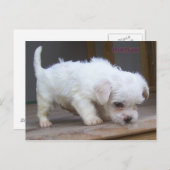 Cute Puppy Briefkaart (Voorkant / Achterkant)
