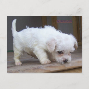 Cute Puppy Briefkaart