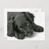 Cute Puppy briefkaart (Voorkant / Achterkant)