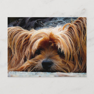 Cute Puppy Briefkaart