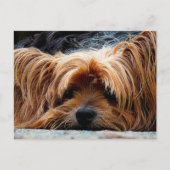 Cute Puppy Briefkaart (Voorkant)