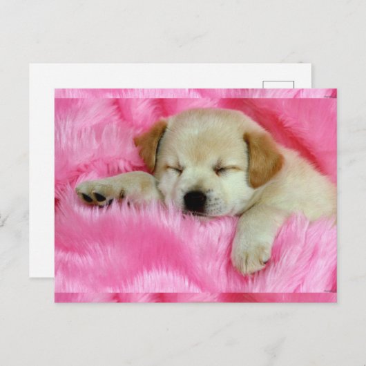 Cute Puppy Briefkaart (Voorkant / Achterkant)