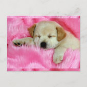 Cute Puppy Briefkaart (Voorkant)