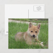 Cute Puppy Briefkaart (Voorkant / Achterkant)