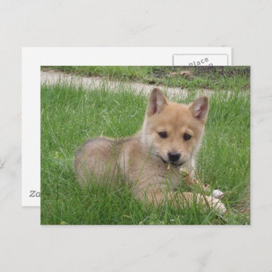 Cute Puppy Briefkaart (Voorkant / Achterkant)