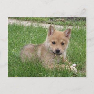Cute Puppy Briefkaart