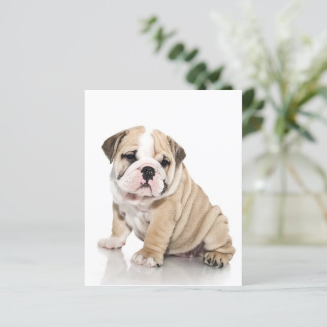 Cute Puppy Bulldog Sad (Staand voorkant)