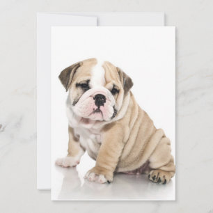 Cute Puppy Bulldog Sad Feestdagenkaart