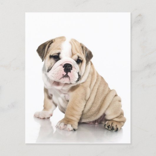 Cute Puppy Bulldog Sad Flyer (Voorkant)