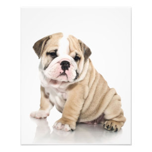 Cute Puppy Bulldog Sad Foto Afdruk