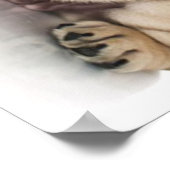 Cute Puppy Bulldog Sad Poster (Hoek)