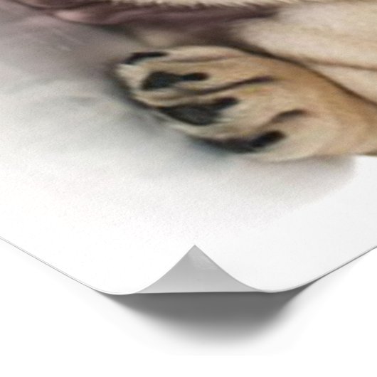 Cute Puppy Bulldog Sad Poster (Hoek)