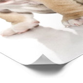 Cute Puppy Bulldog Sad Poster (Hoek)