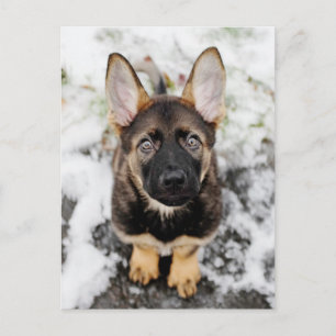 Cute Puppy die omhoog kijkt Briefkaart