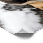 Cute Puppy die omhoog kijkt Poster (Hoek)