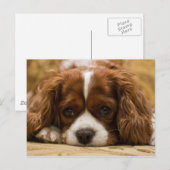 Cute Puppy Dog Briefkaart (Voorkant / Achterkant)