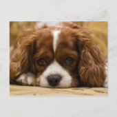 Cute Puppy Dog Briefkaart (Voorkant)